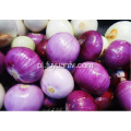 Fresh Good Qulality Red Onion